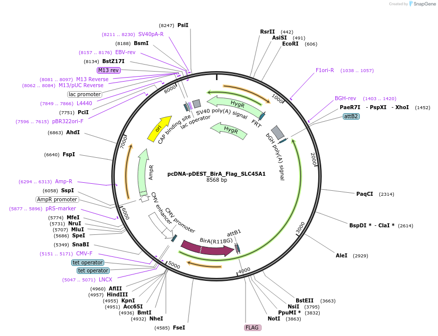 227959-plasmid-map-sequence-id-455503