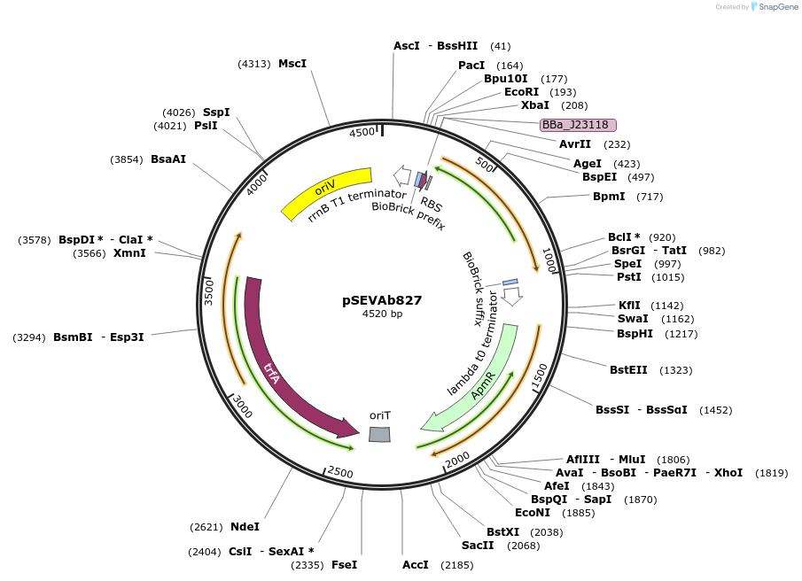 217500-plasmid-map-sequence-id-455513