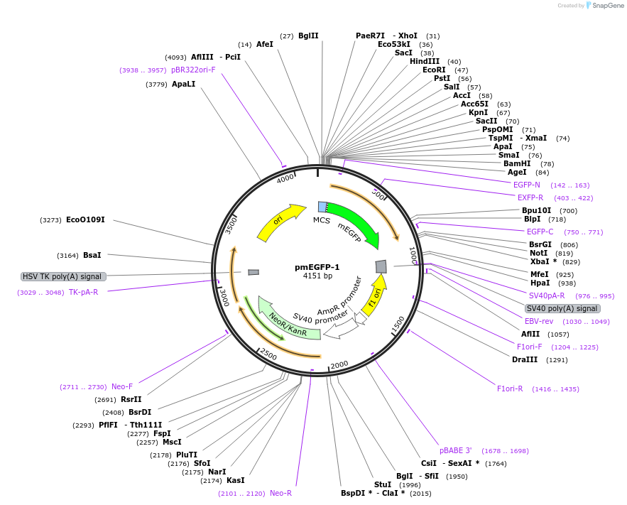 36409-plasmid-map-sequence-id-45554