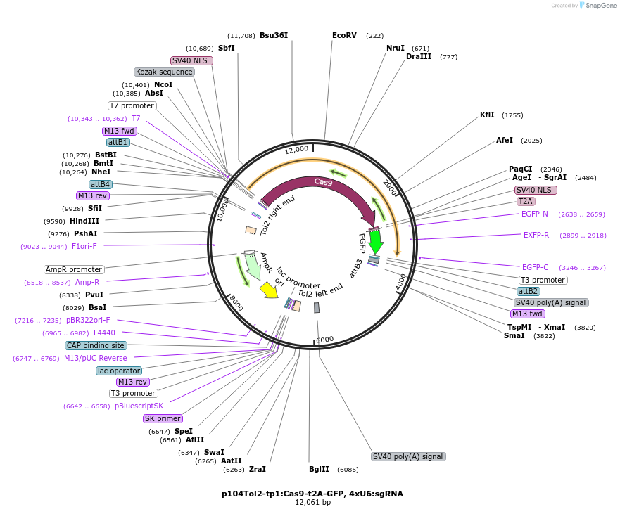 227773-plasmid-map-sequence-id-455546