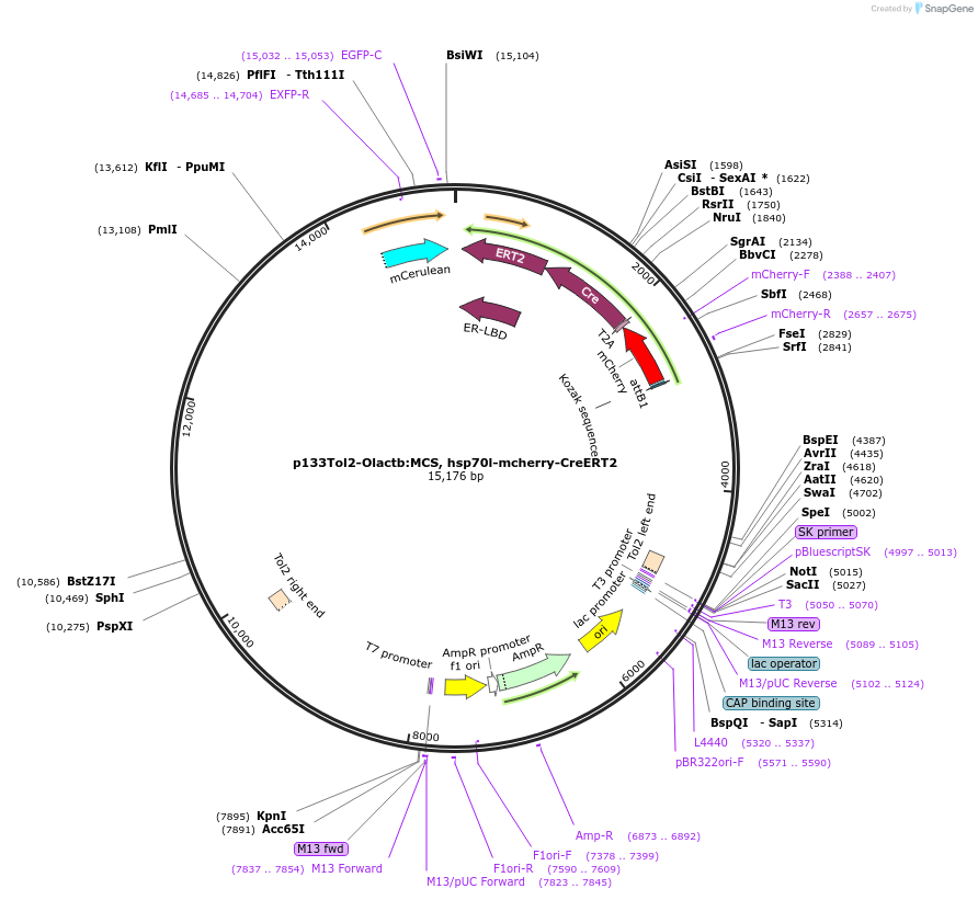 227775-plasmid-map-sequence-id-455547