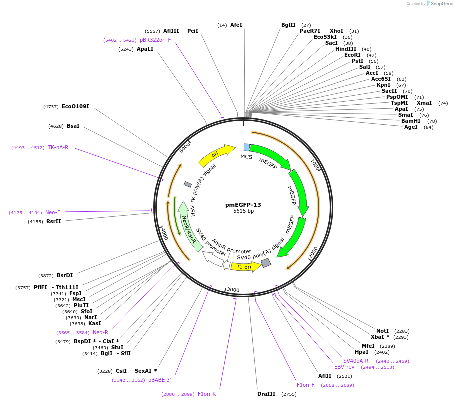 36410-plasmid-map-sequence-id-45555