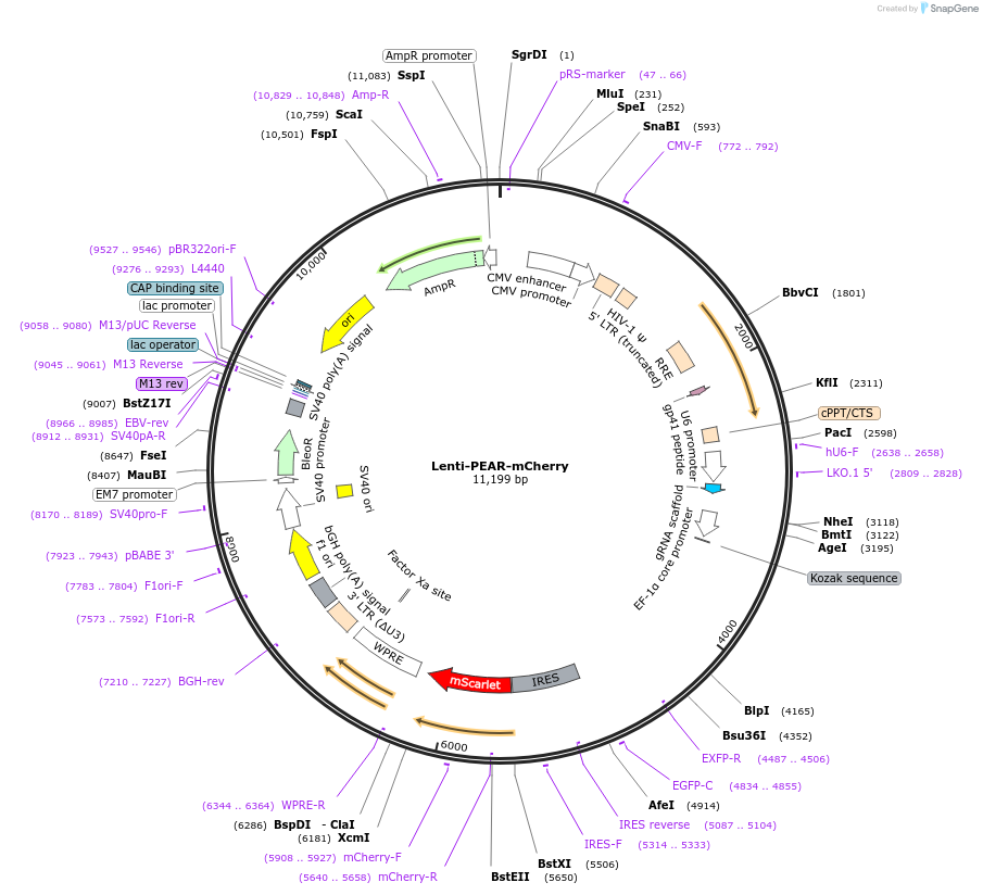 228892-plasmid-map-sequence-id-455551