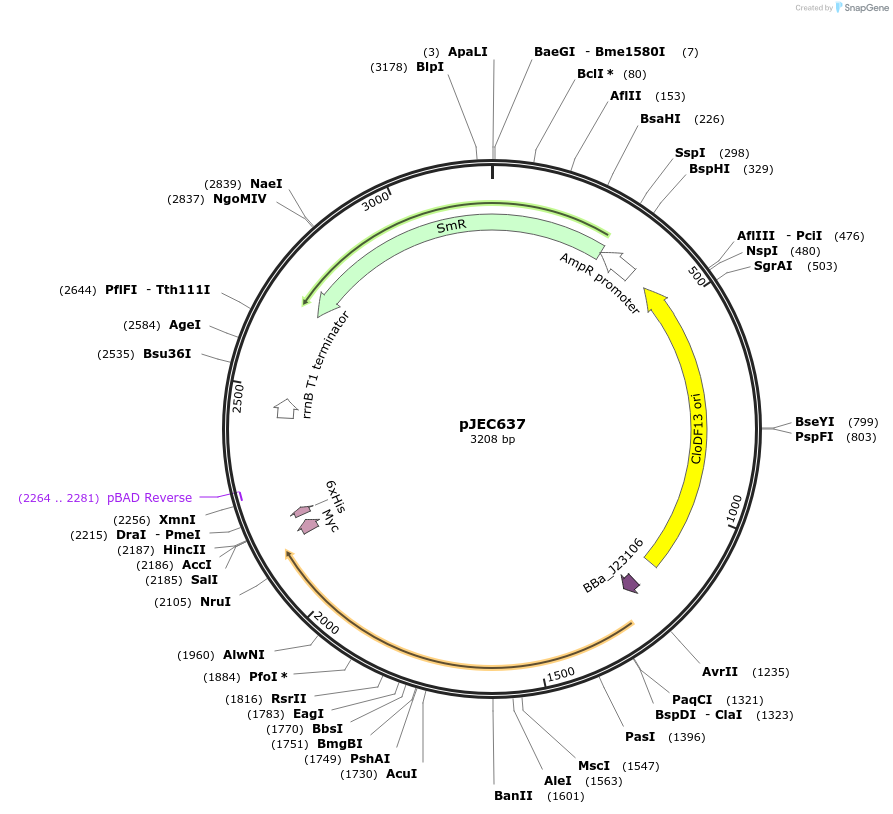 182956-plasmid-map-sequence-id-455560