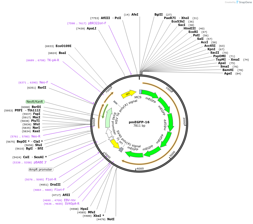 36411-plasmid-map-sequence-id-45557