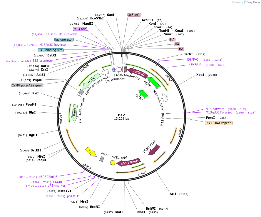 223338-plasmid-map-sequence-id-455587