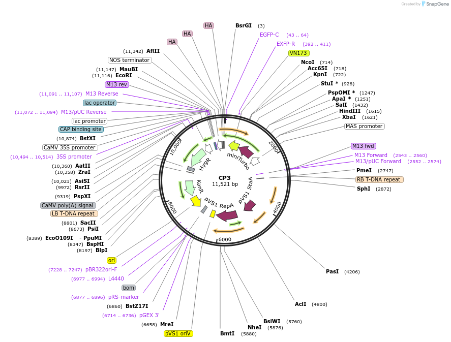 223335-plasmid-map-sequence-id-455588