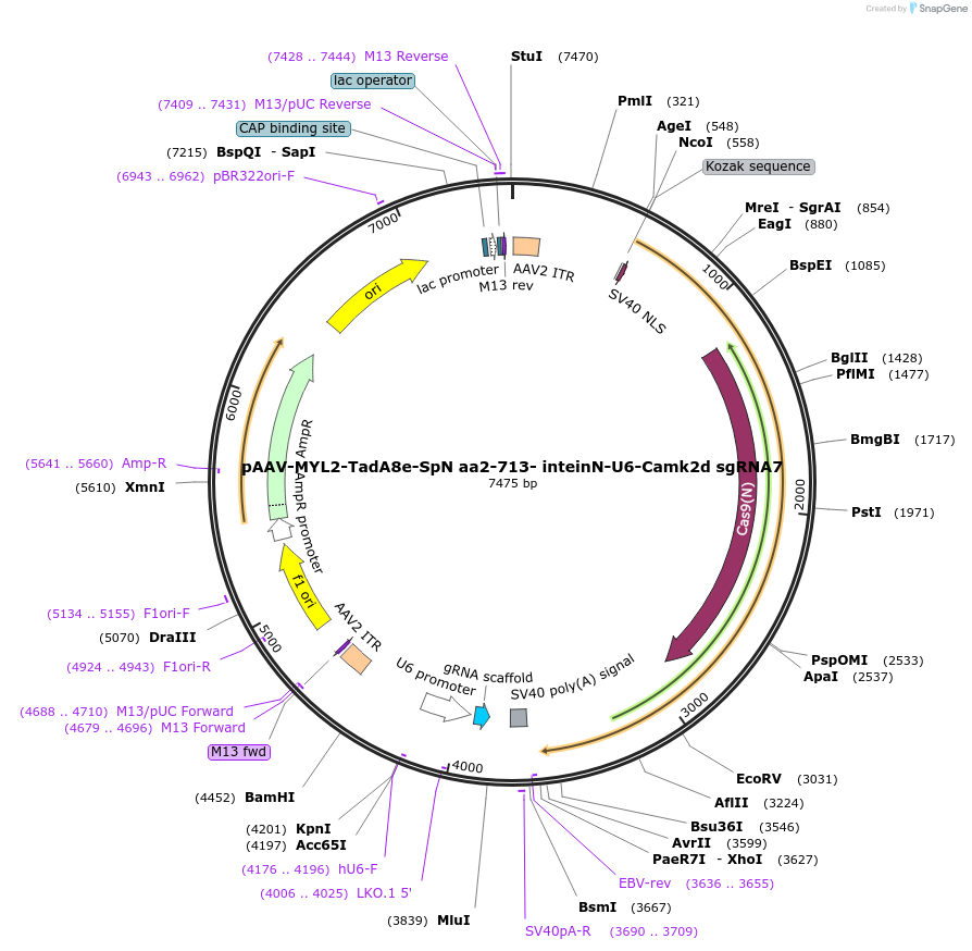 226915-plasmid-map-sequence-id-455597