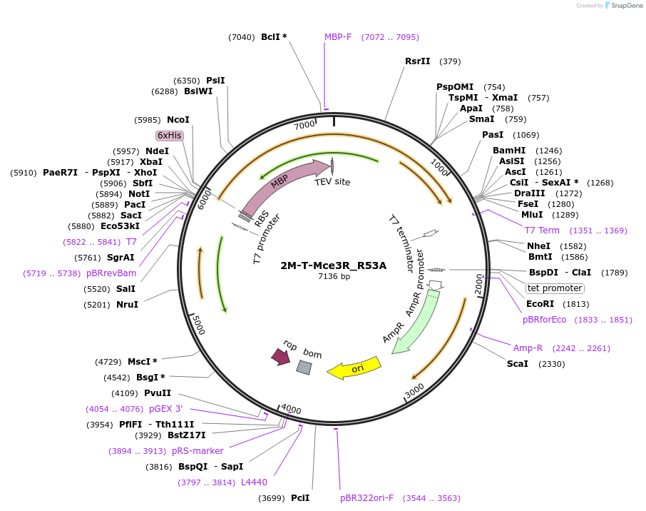 225727-plasmid-map-sequence-id-455601
