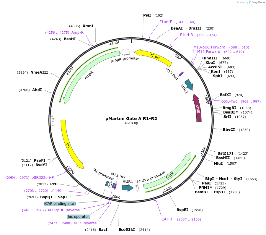 36425-plasmid-map-sequence-id-45566