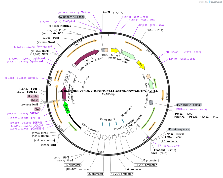 228787-plasmid-map-sequence-id-455679