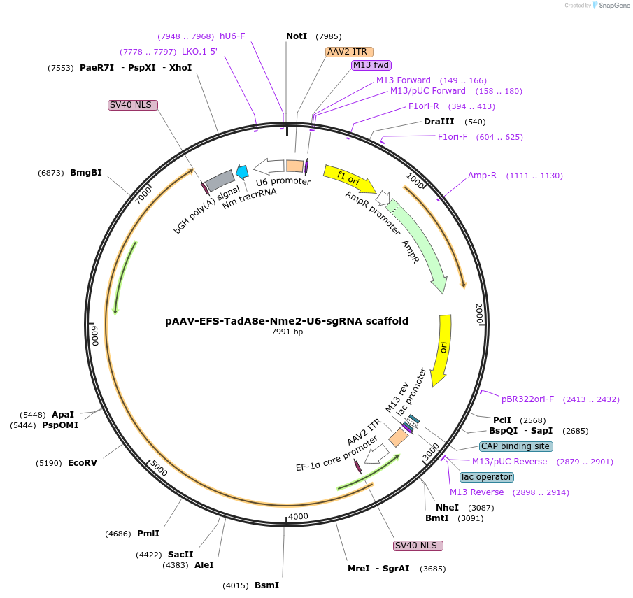 226933-plasmid-map-sequence-id-455681