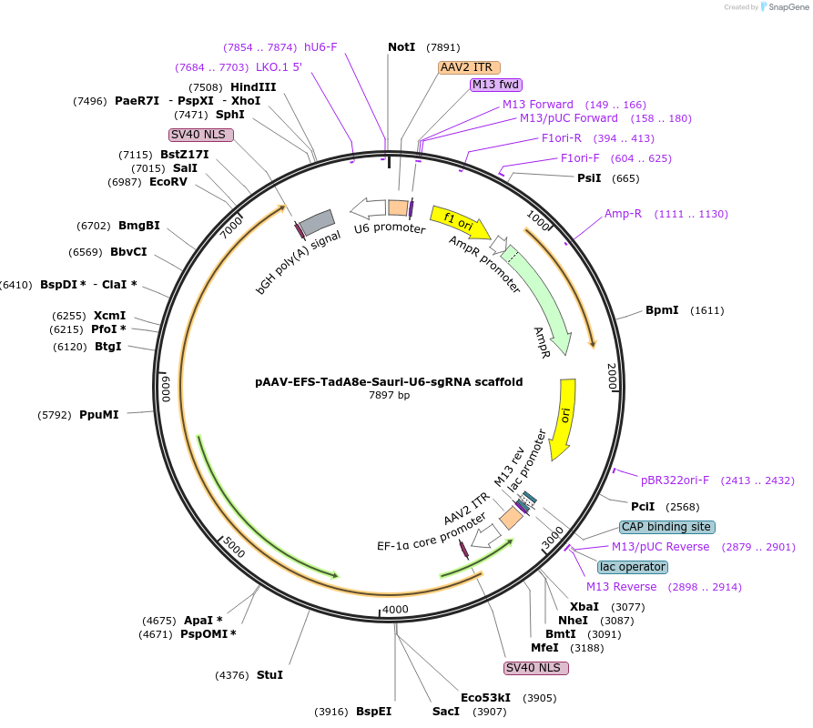226921-plasmid-map-sequence-id-455726