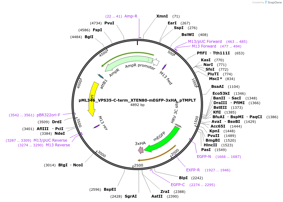 227891-plasmid-map-sequence-id-455737