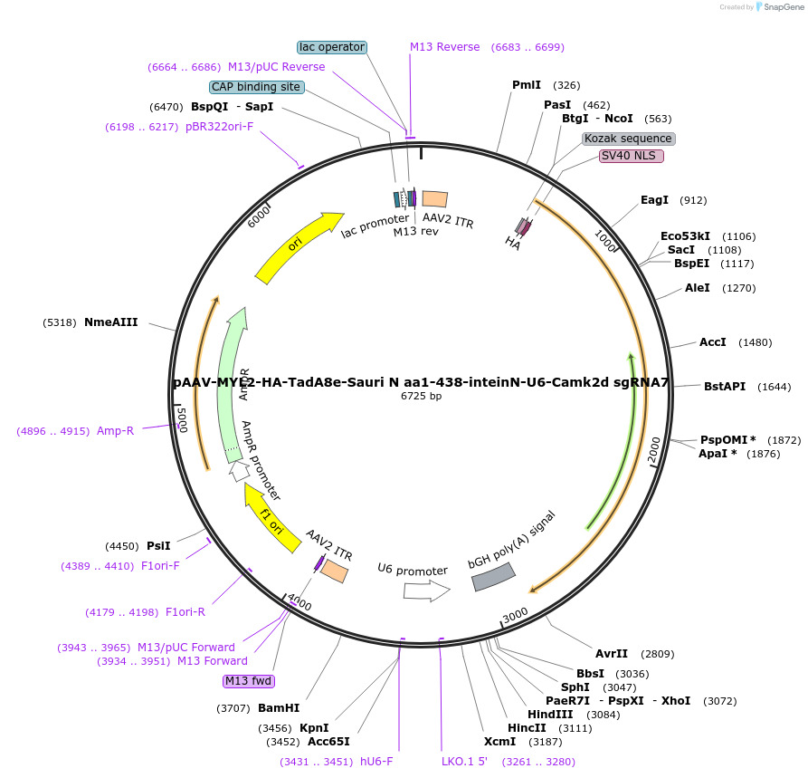 226678-plasmid-map-sequence-id-455739