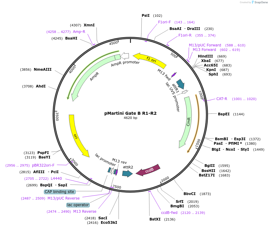 36433-plasmid-map-sequence-id-45575
