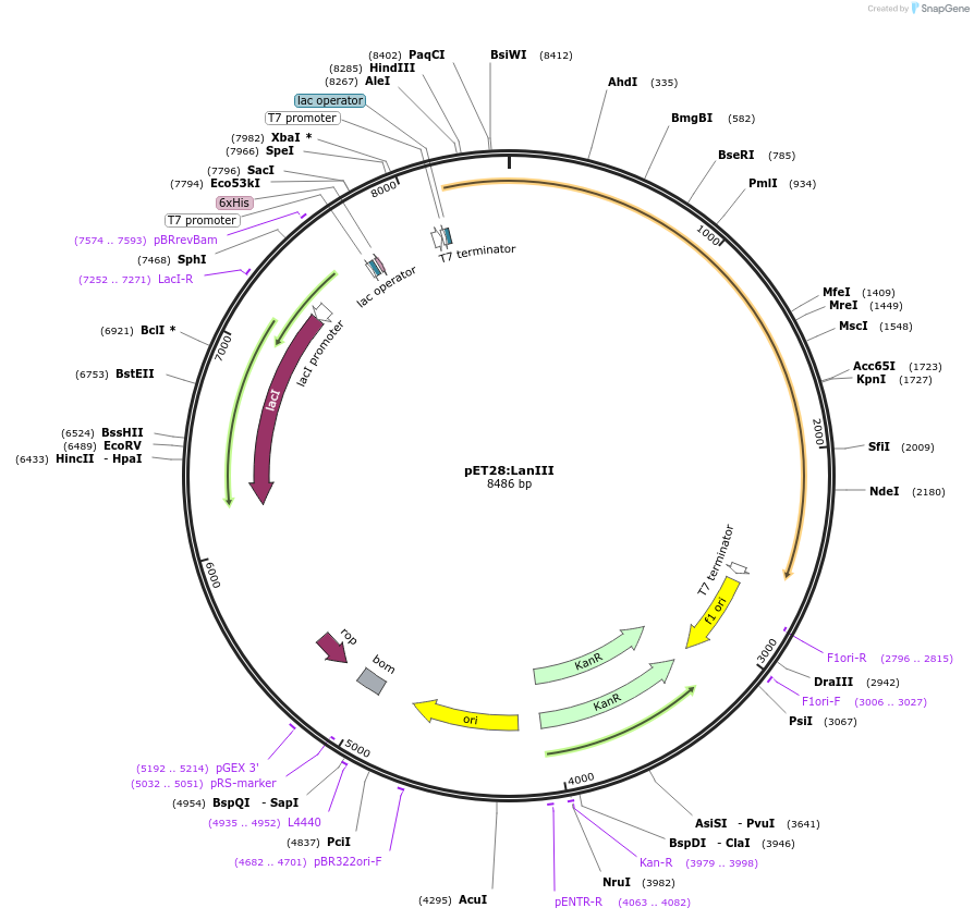 225075-plasmid-map-sequence-id-455756