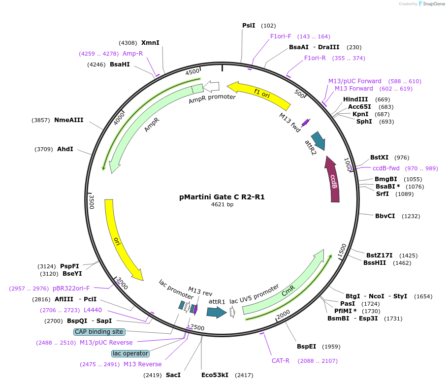 36436-plasmid-map-sequence-id-45578