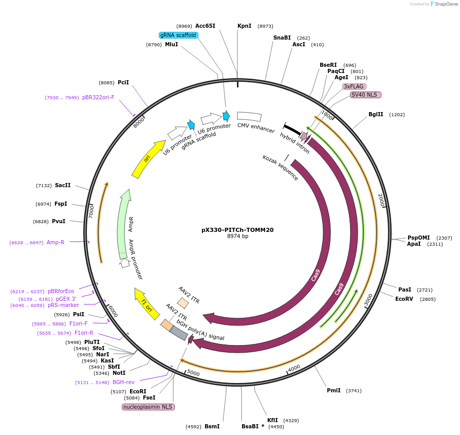 207789-plasmid-map-sequence-id-455792