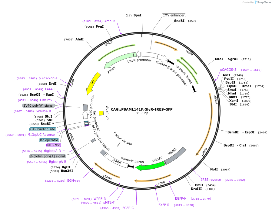 32478-plasmid-map-sequence-id-45580