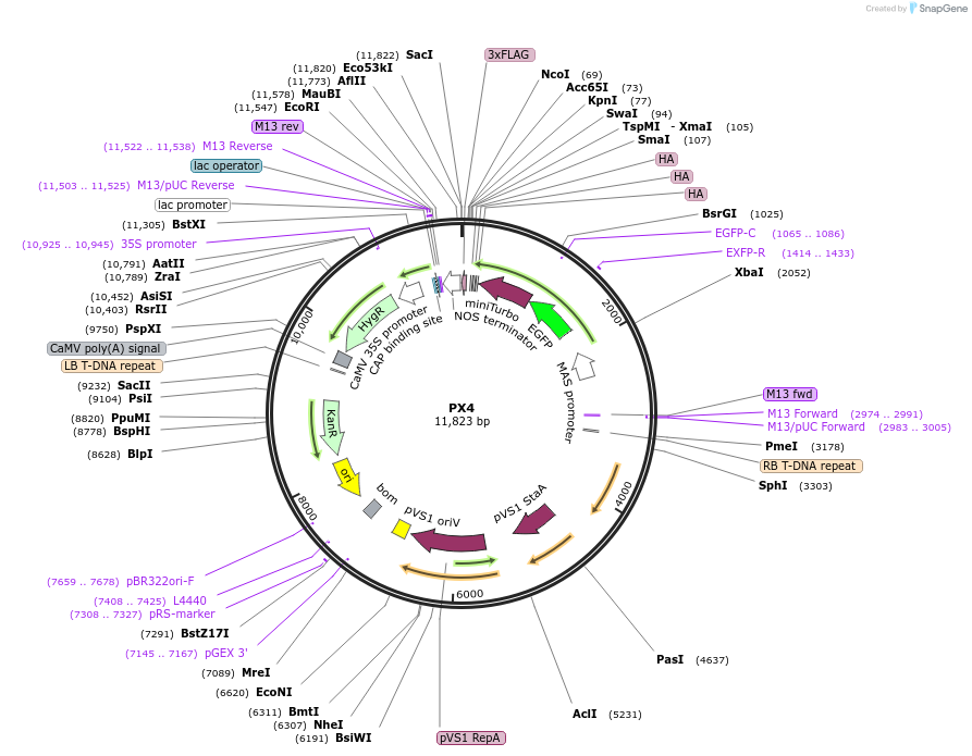 223340-plasmid-map-sequence-id-455821