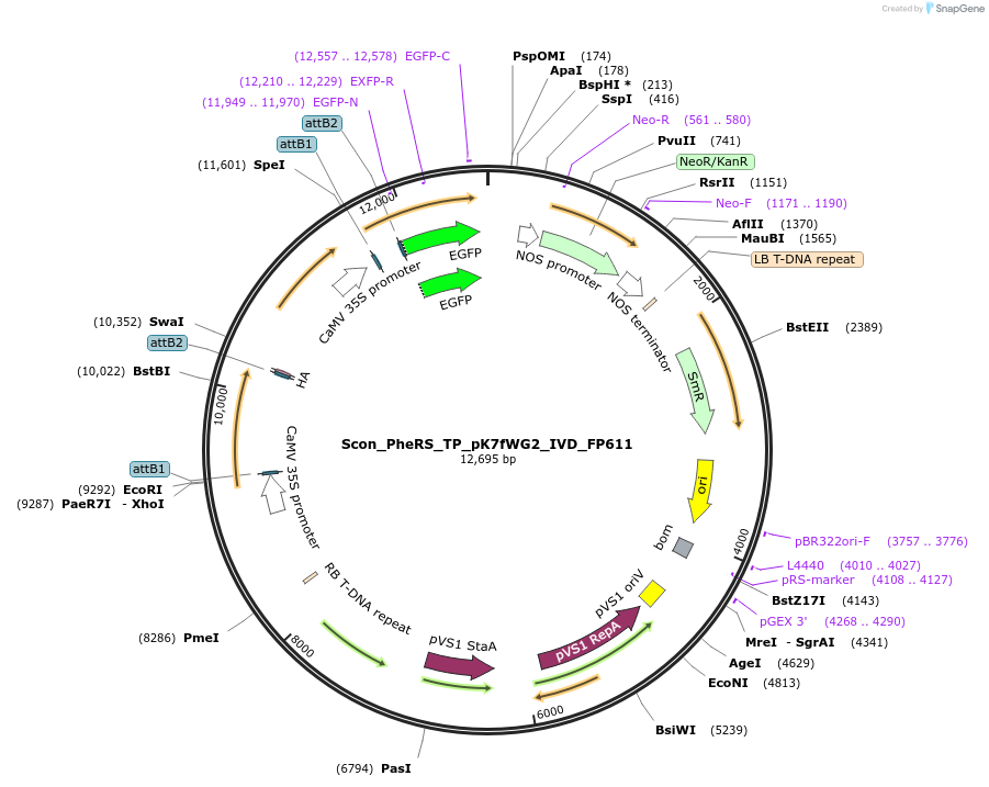 228372-plasmid-map-sequence-id-455843