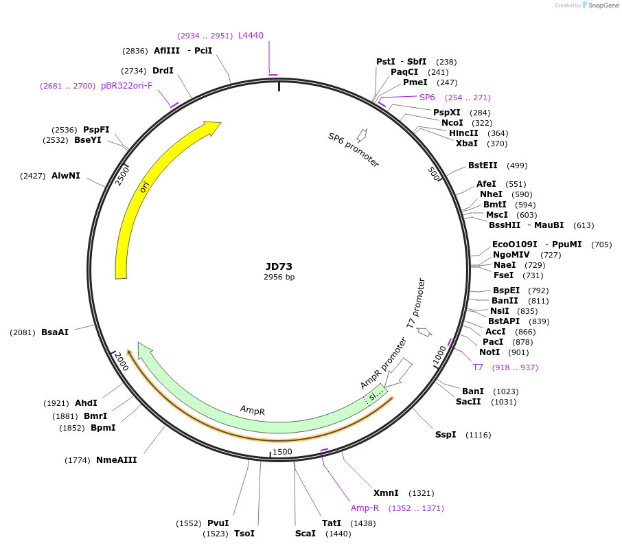 229482-plasmid-map-sequence-id-455844