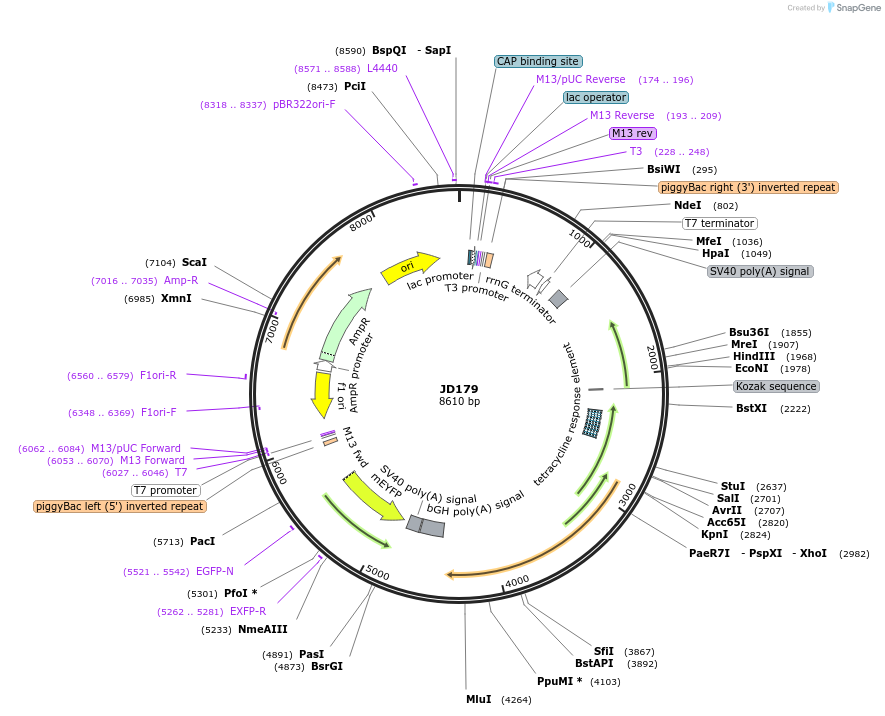 229496-plasmid-map-sequence-id-455847
