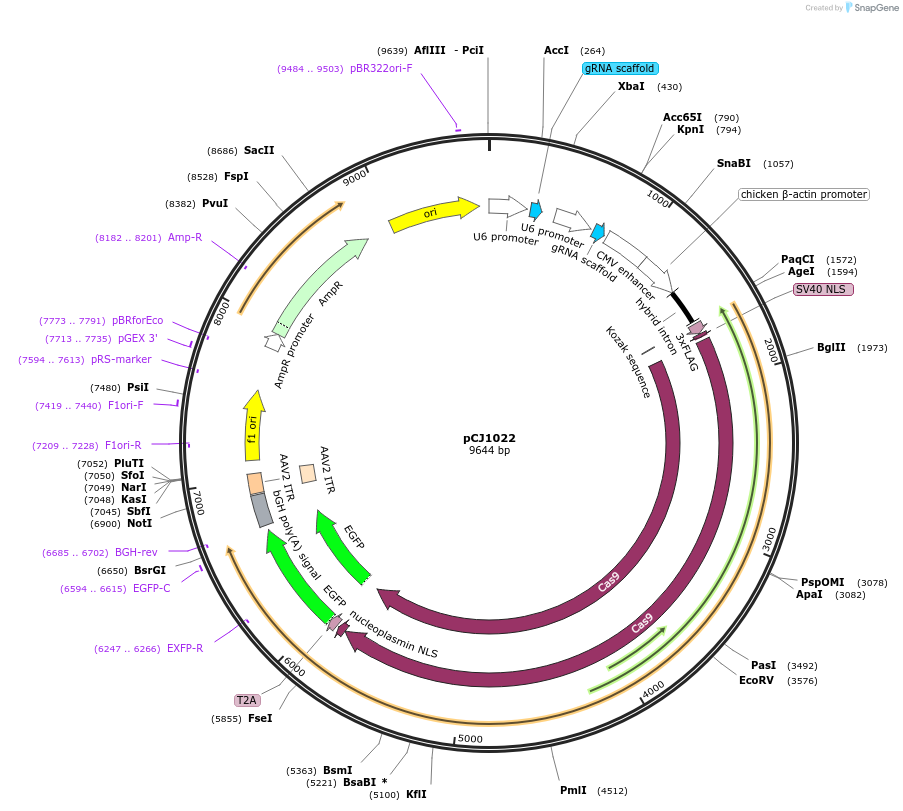 228762-plasmid-map-sequence-id-455850