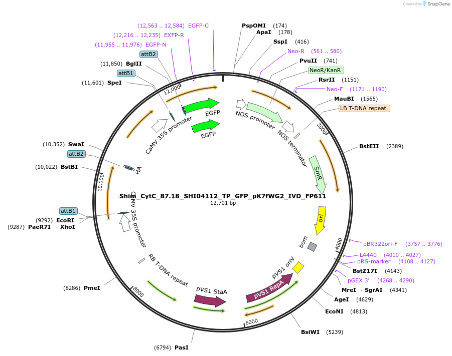 228375-plasmid-map-sequence-id-455854