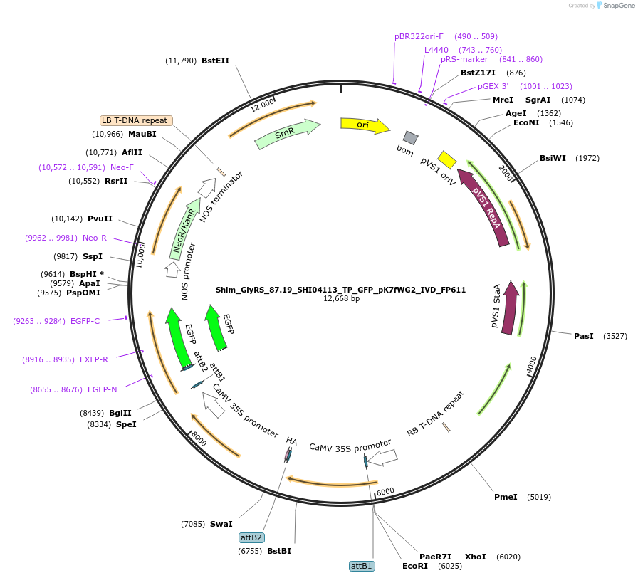 228377-plasmid-map-sequence-id-455855