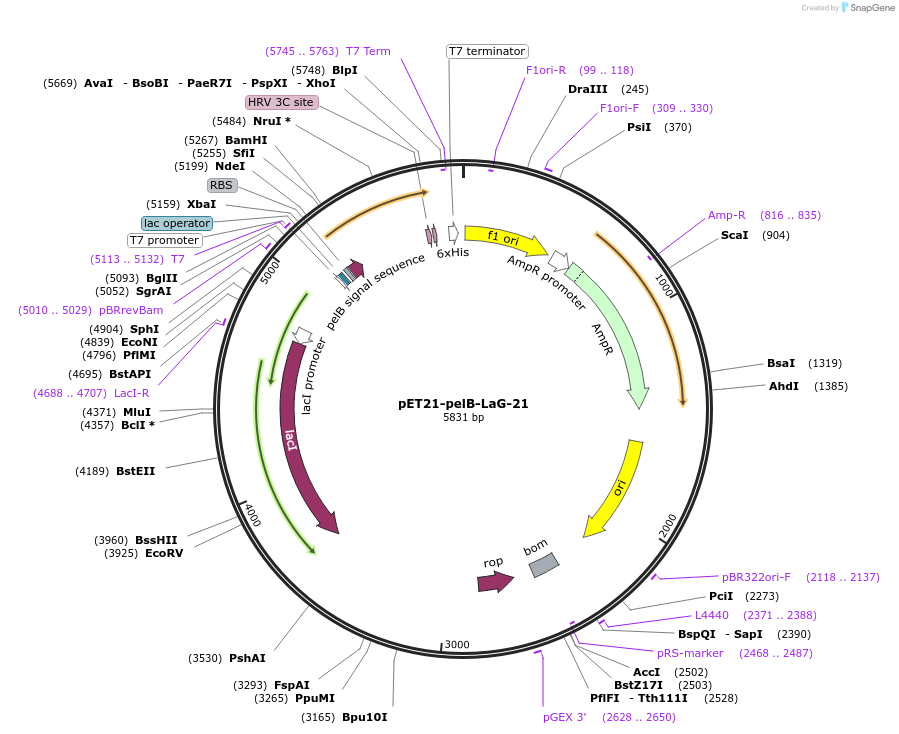 172749-plasmid-map-sequence-id-455868