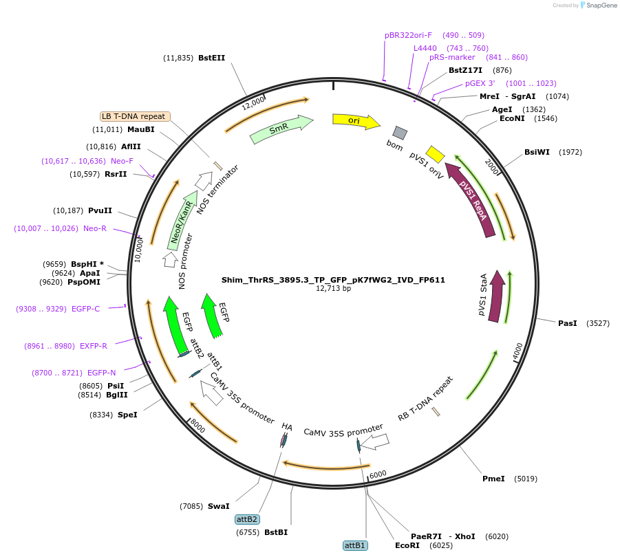 228380-plasmid-map-sequence-id-455872