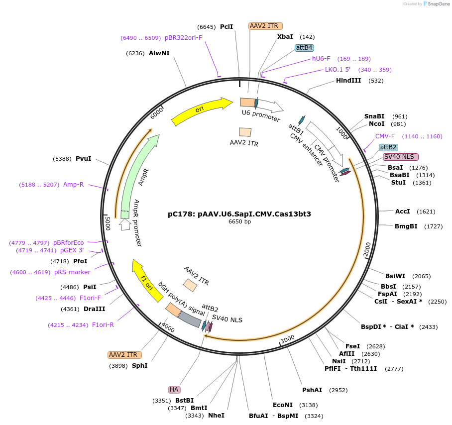 204215-plasmid-map-sequence-id-455913