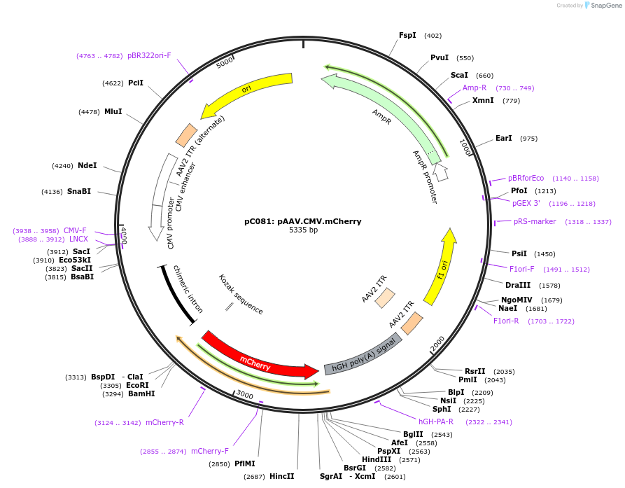 205744-plasmid-map-sequence-id-455914