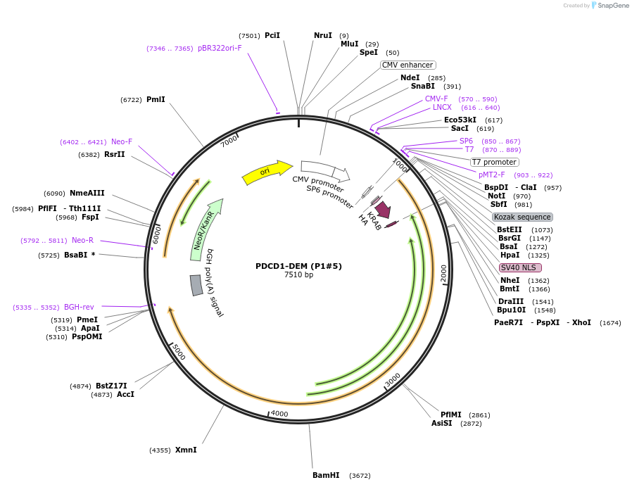 227738-plasmid-map-sequence-id-455925