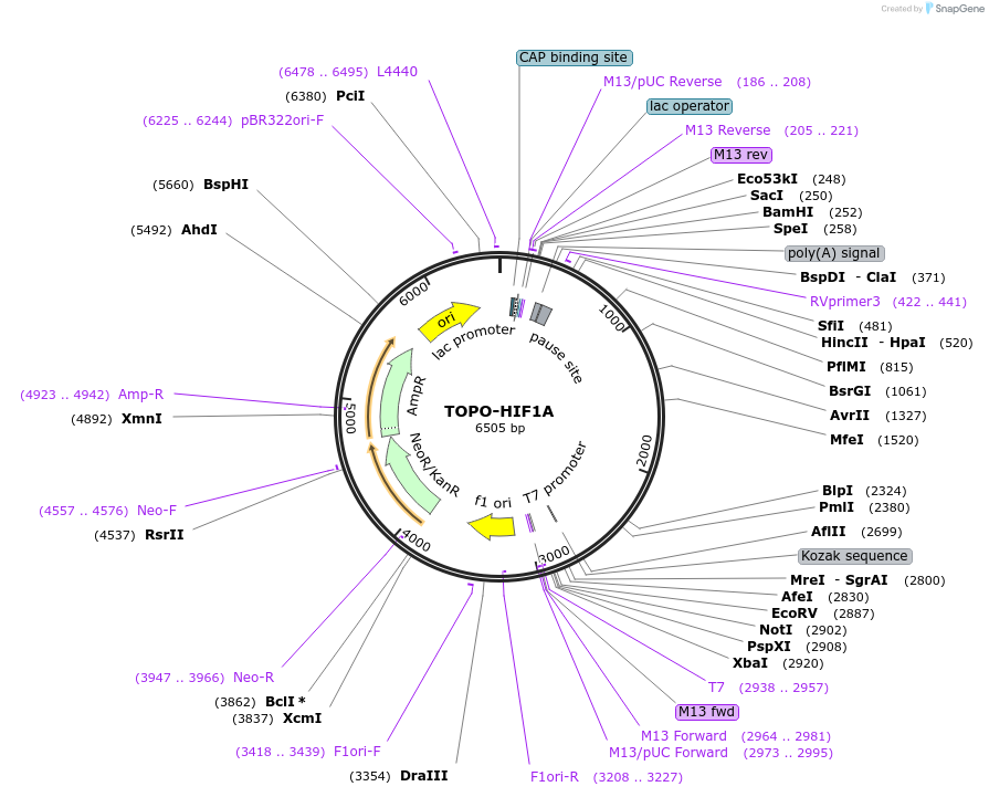 226452-plasmid-map-sequence-id-455927