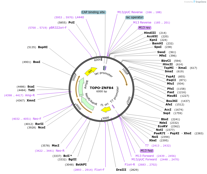 226450-plasmid-map-sequence-id-455930