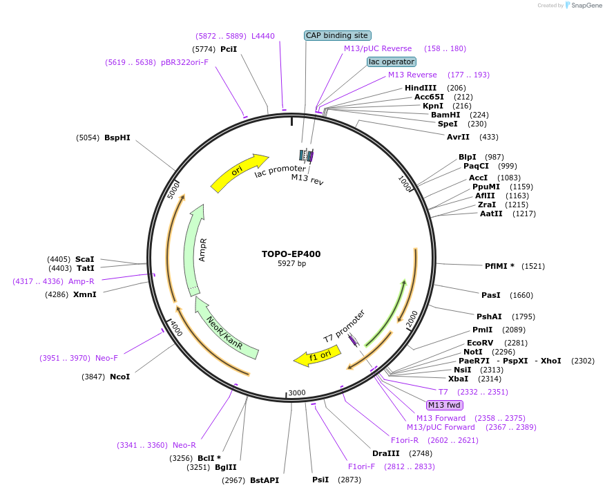 226449-plasmid-map-sequence-id-455933