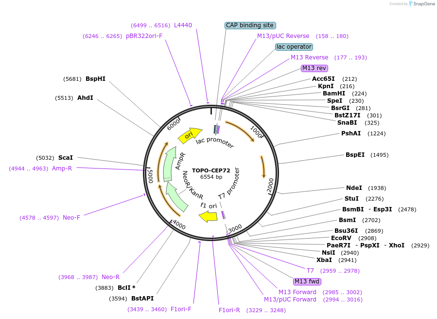 226448-plasmid-map-sequence-id-455934