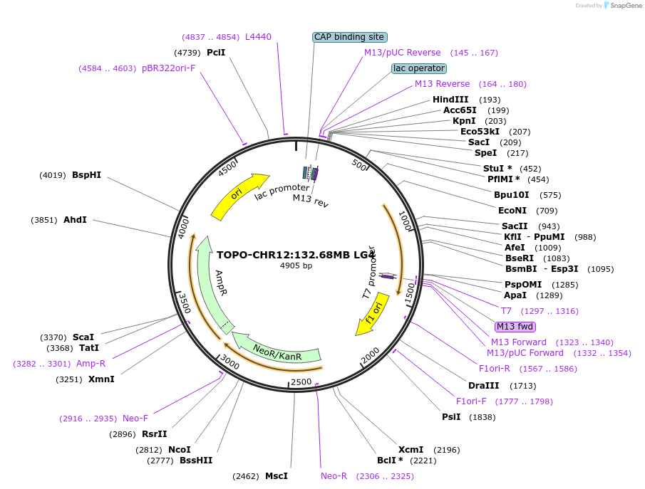 226454-plasmid-map-sequence-id-455963