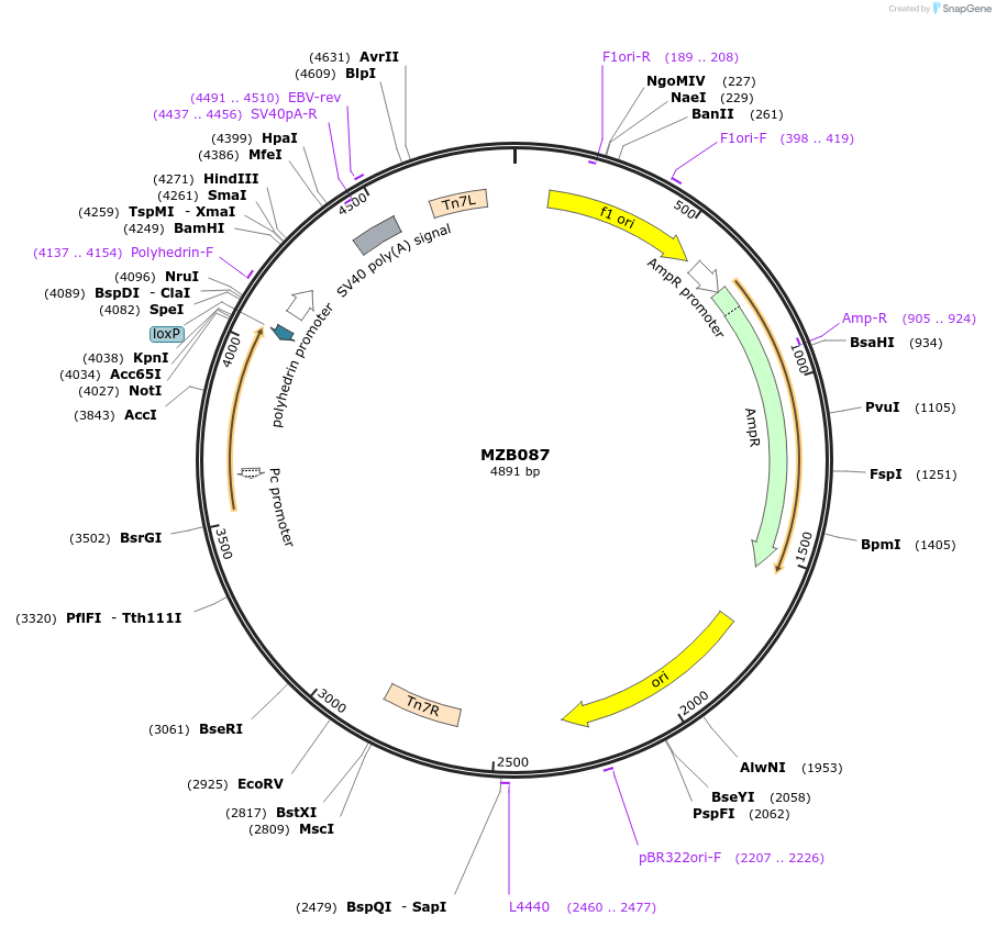 228479-plasmid-map-sequence-id-455978