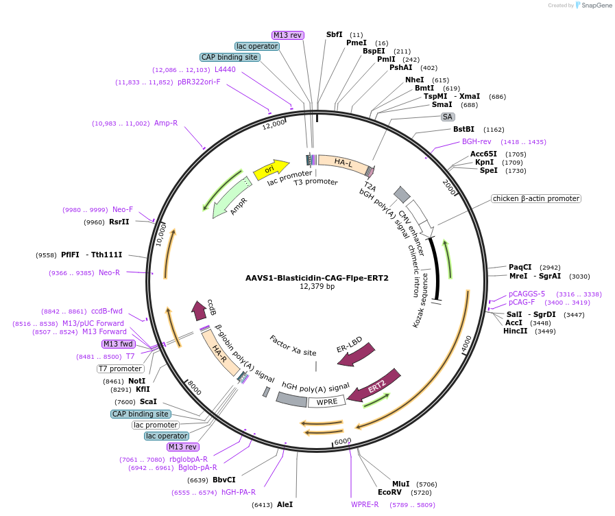68461-plasmid-map-sequence-id-455989