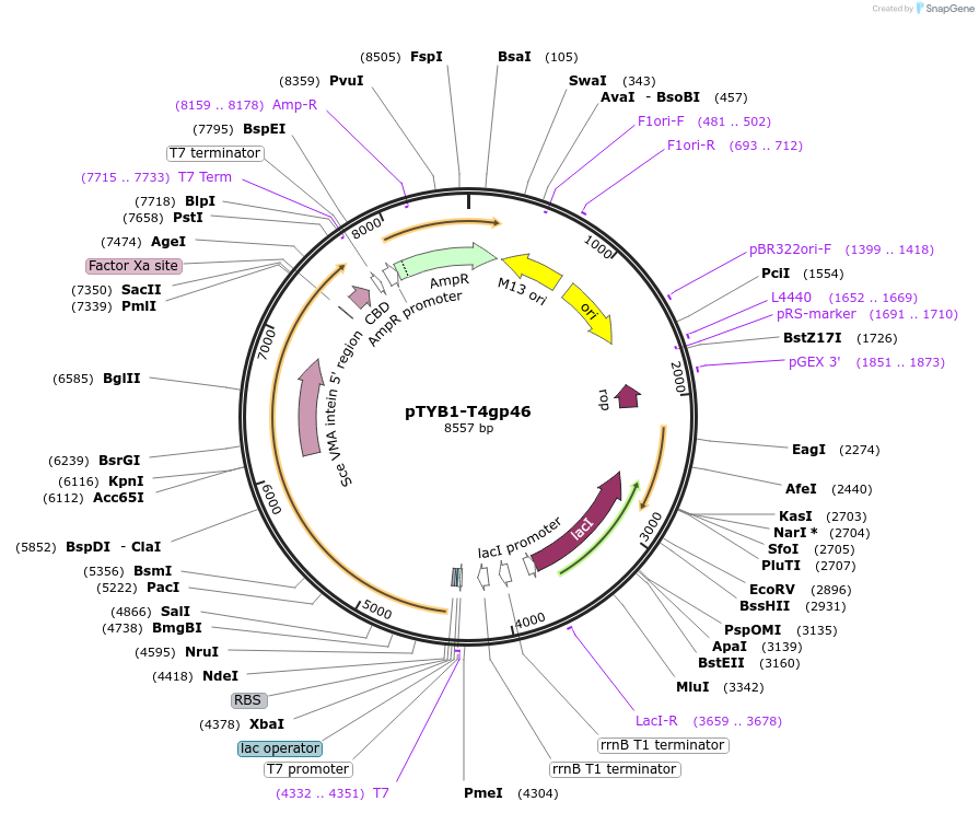 228211-plasmid-map-sequence-id-455992