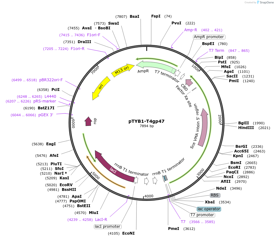 228212-plasmid-map-sequence-id-455993
