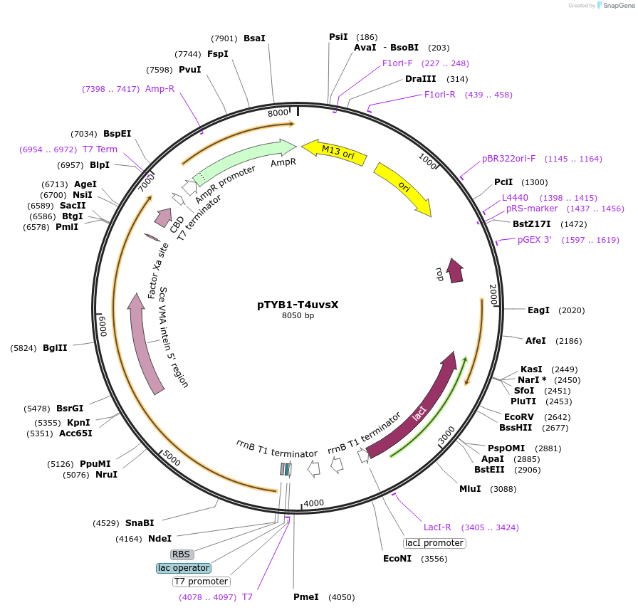 228213-plasmid-map-sequence-id-455994