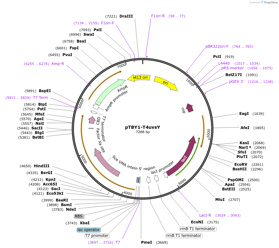 228214-plasmid-map-sequence-id-455995