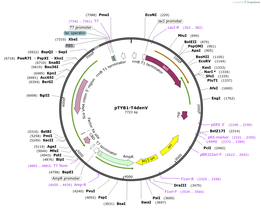 228216-plasmid-map-sequence-id-455996