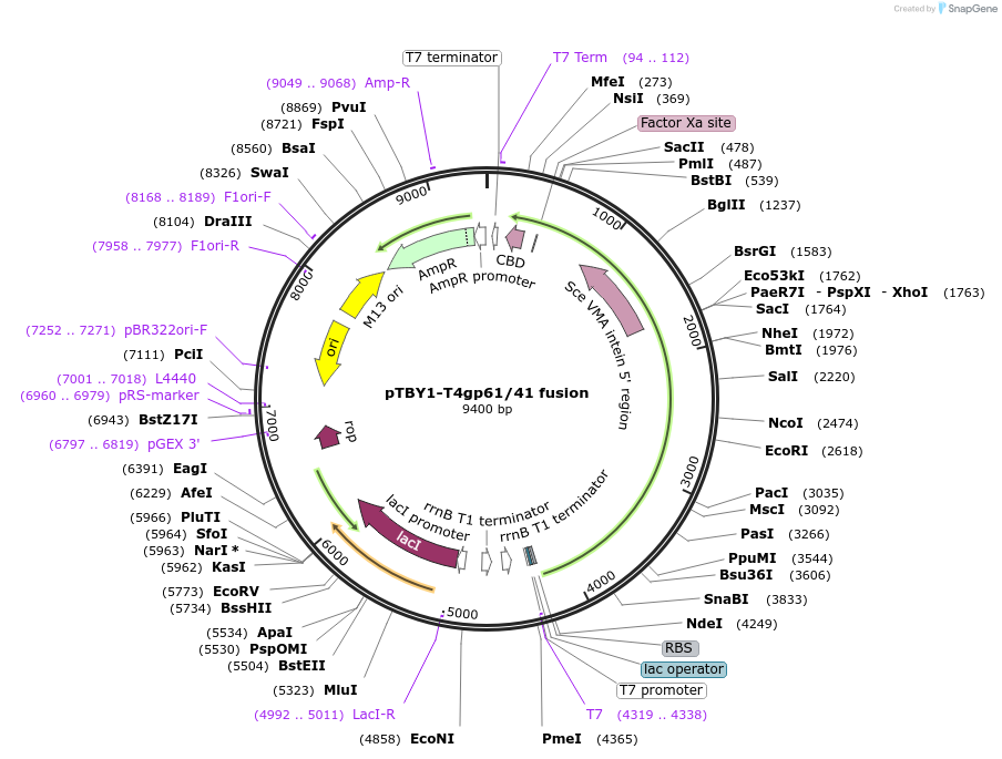 228210-plasmid-map-sequence-id-455997
