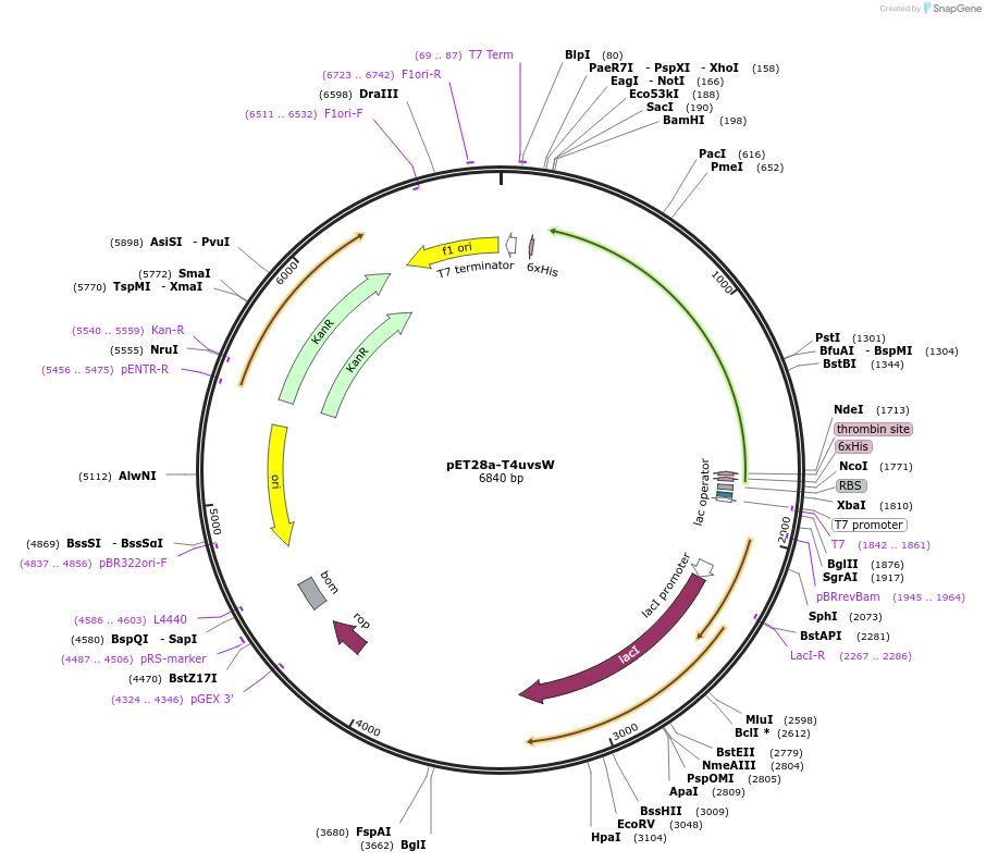 228201-plasmid-map-sequence-id-455998